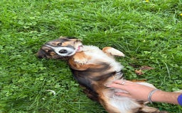 Mixed Breed dogs for sale: 6month old puppy - Image 2