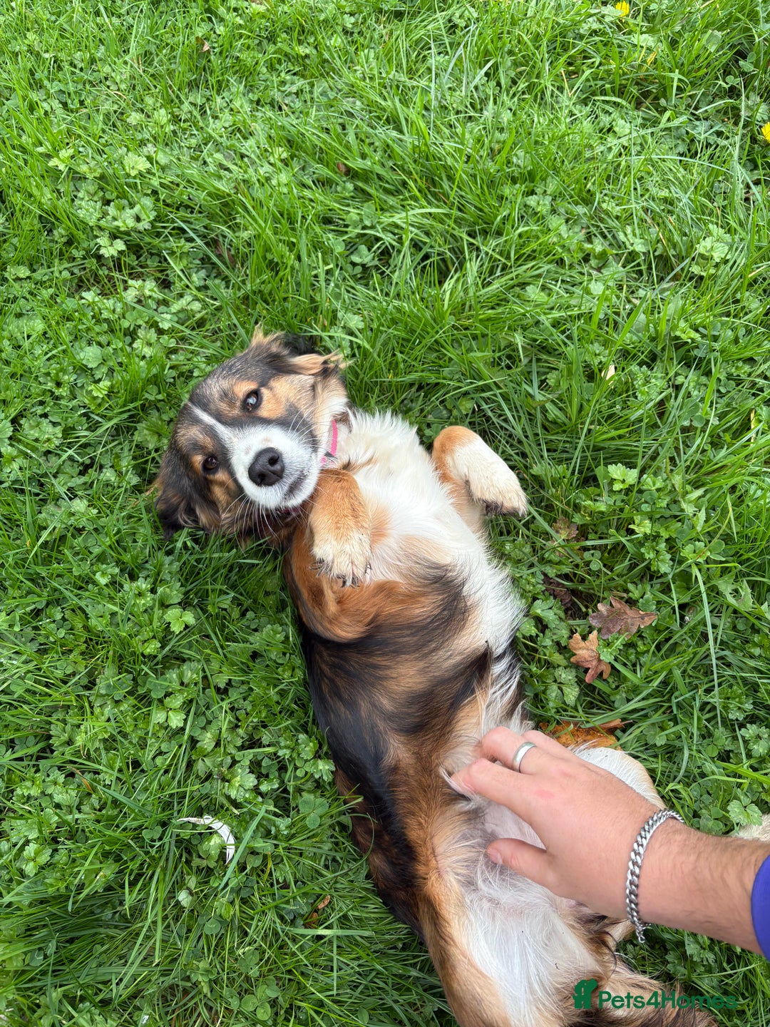 Mixed Breed dogs for sale: 6month old puppy - Image 2