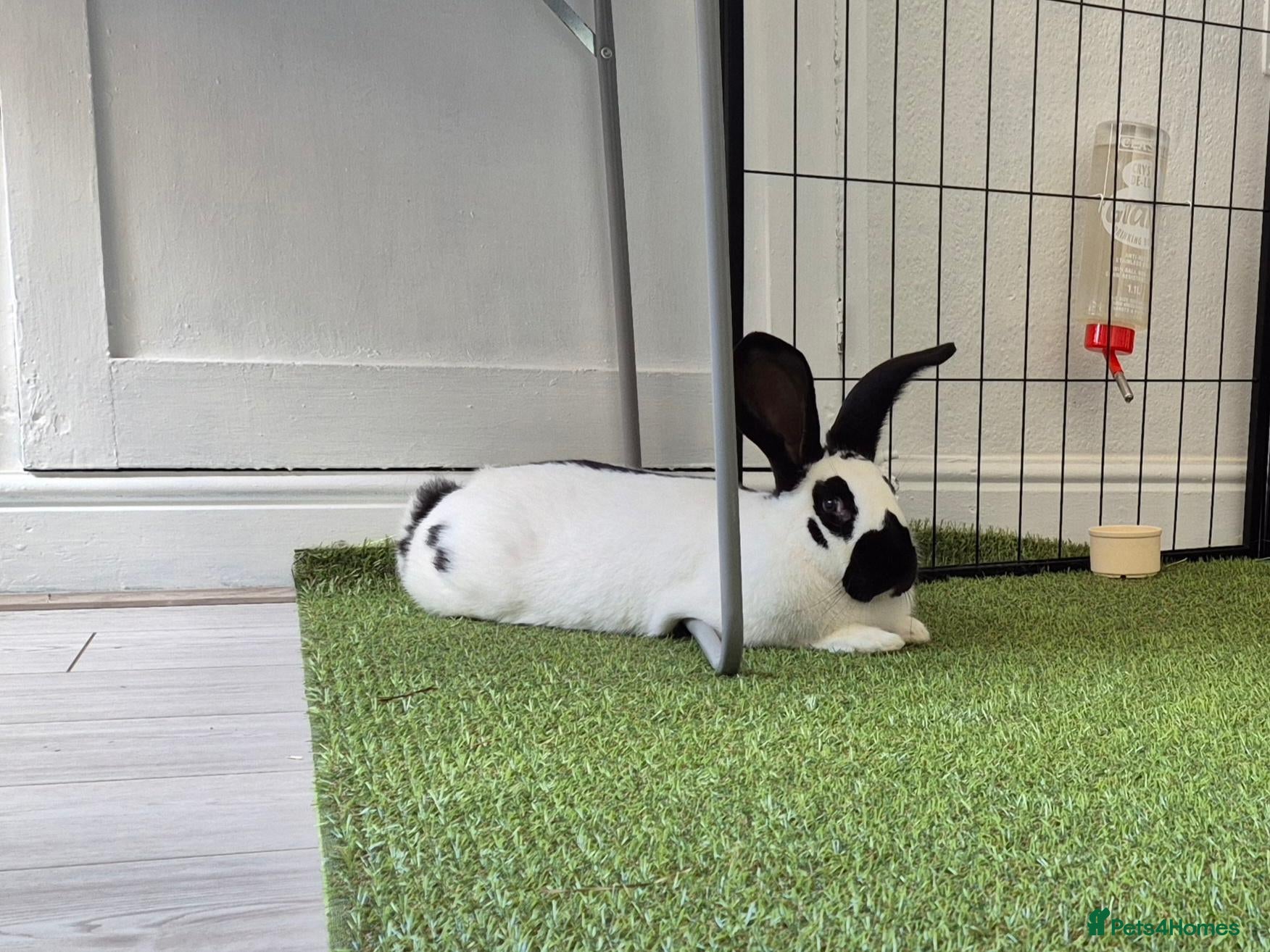 Giant Papillon rabbits Baby male giant papillon - Advert 14