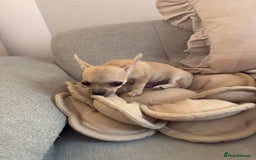 Chihuahua dogs for sale: Chihuahua puppy boy in Poole - Image 4