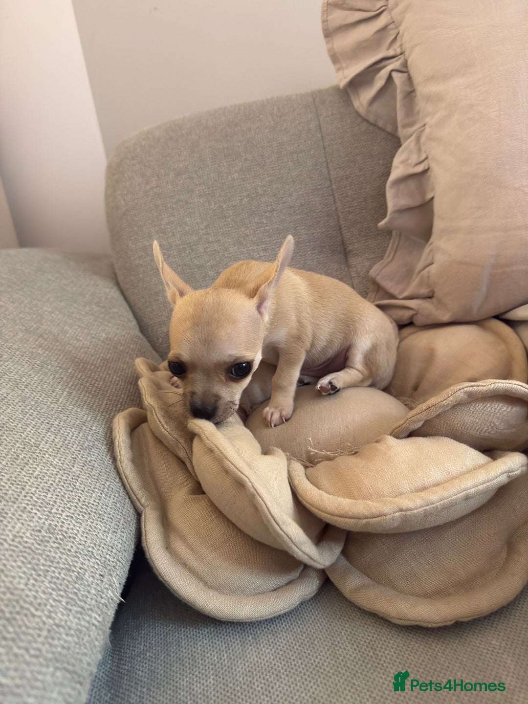 Chihuahua dogs for sale: Chihuahua puppy boy in Poole - Image 4