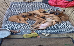 Belgian Shepherd Dog dogs for sale: Belgian malinois puppies  - Image 3