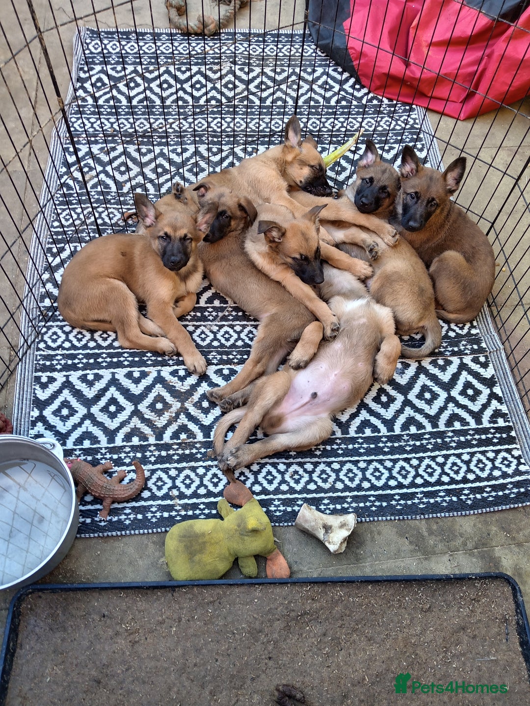 Belgian Shepherd Dog dogs for sale: Belgian malinois puppies  - Image 3