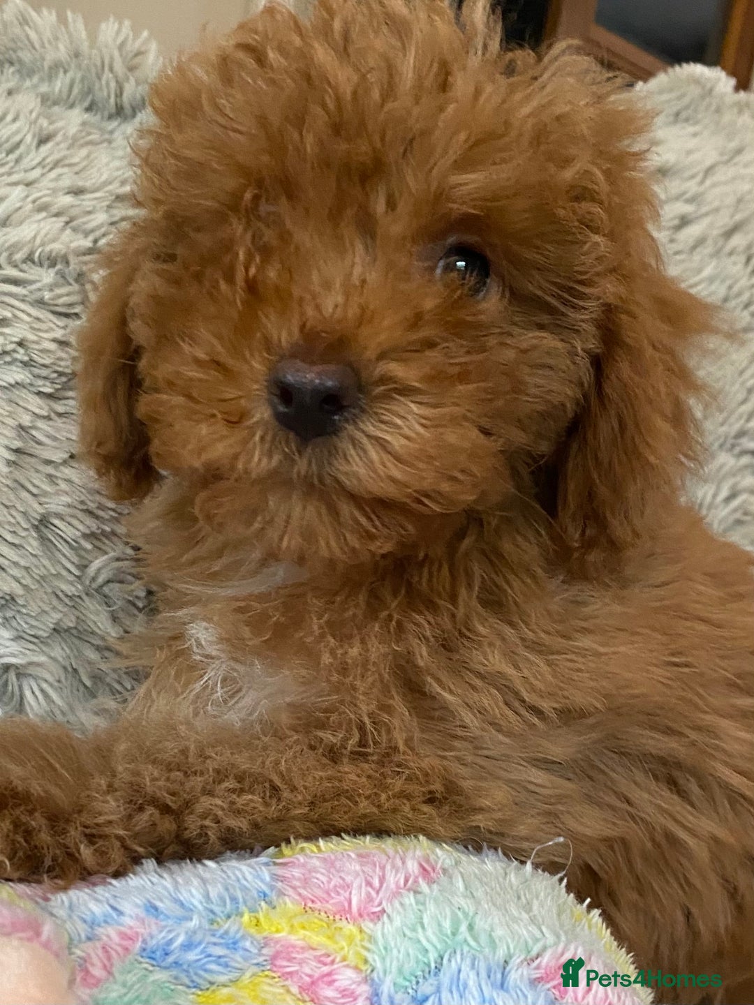 Cockapoo dogs for sale: Stunning fox red cockapoo puppies PRA clear  - Image 14