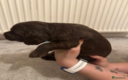 Cocker Spaniel dogs for sale: Cocker Spaniel Puppies- ready 17/12/25 - Advert 20