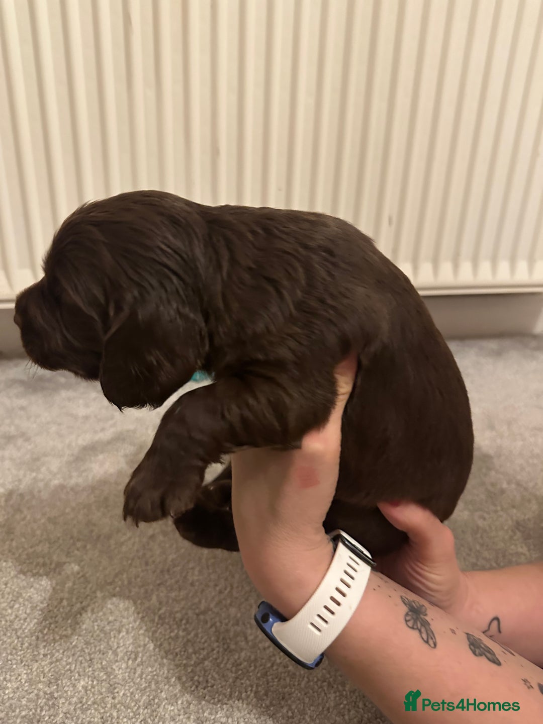 Cocker Spaniel dogs for sale: Cocker Spaniel Puppies- ready 17/12/25 - Advert 20