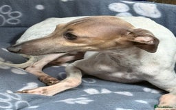 Italian Greyhound dogs for sale: Beautiful Peggy  - Image 3