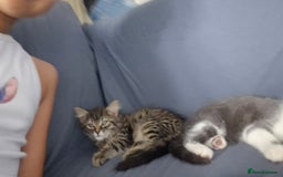 European cats for sale: Ketten  - Image 2