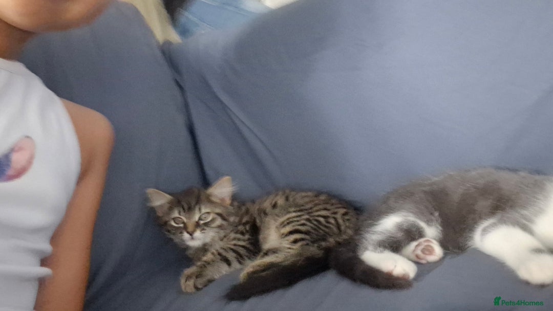 European cats for sale: Ketten  - Image 2