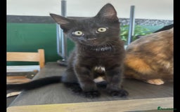 Mixed Breed cats for sale: 1 male mixed breed kitten for sale - Image 1