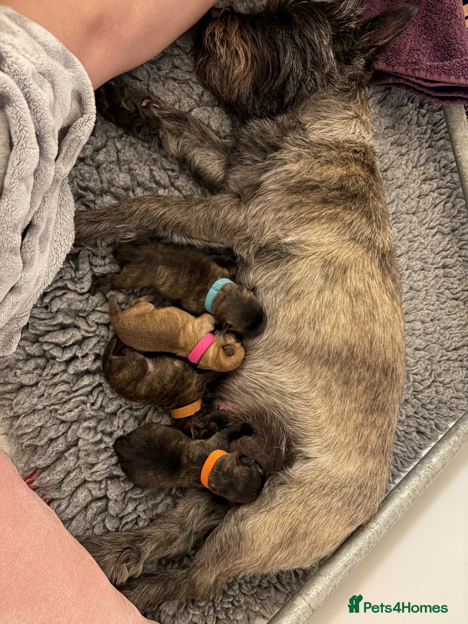 Cairn Terrier dogs for sale: Cairn Terrier Puppies in Doncaster - Advert 2
