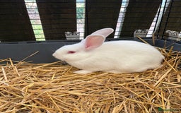 New Zealand rabbits for sale: Rabbit - Image 2