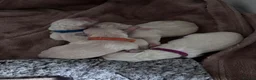Golden Retriever dogs for sale: Beautiful litter of golden retrievers  - Advert 4