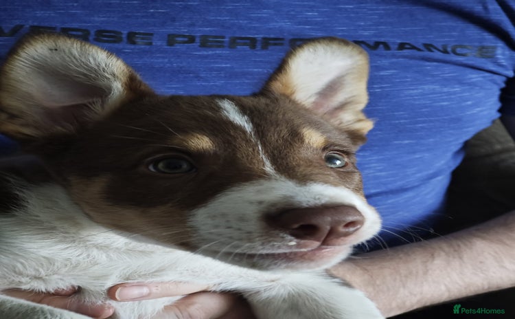 Border Collie dogs - Advert 5