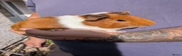 Guinea Pig rodents for sale: ❤️2 beautiful guinea pigs for sale with indoorcage - Advert 4