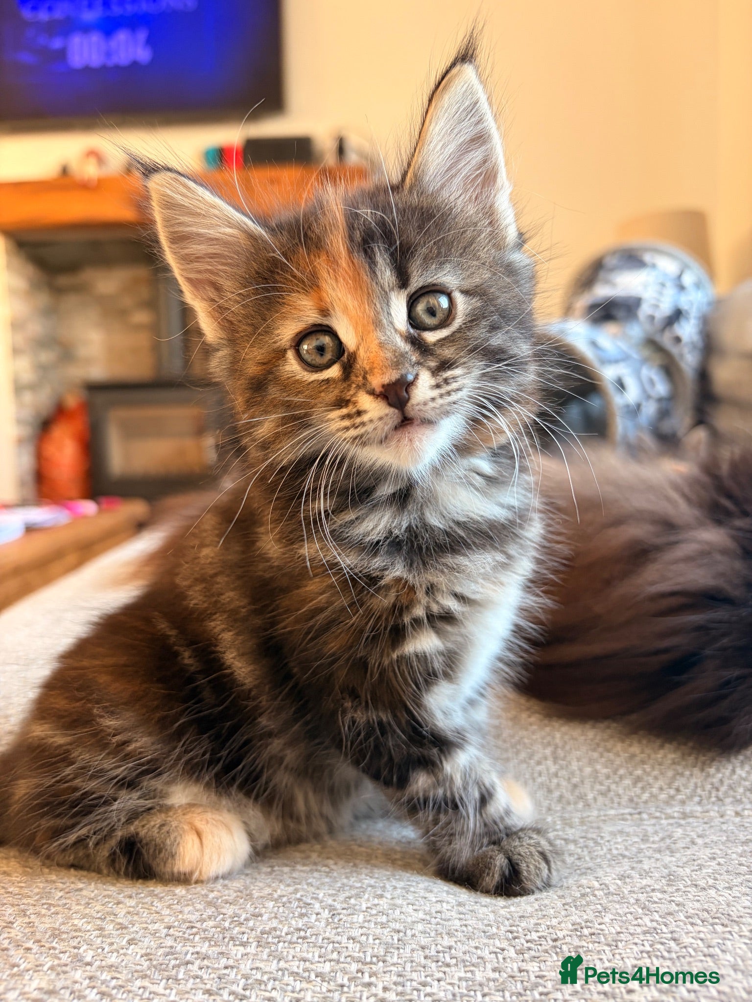 Maine Coon cats Maine coon kittens ready to reserve  - Advert 1