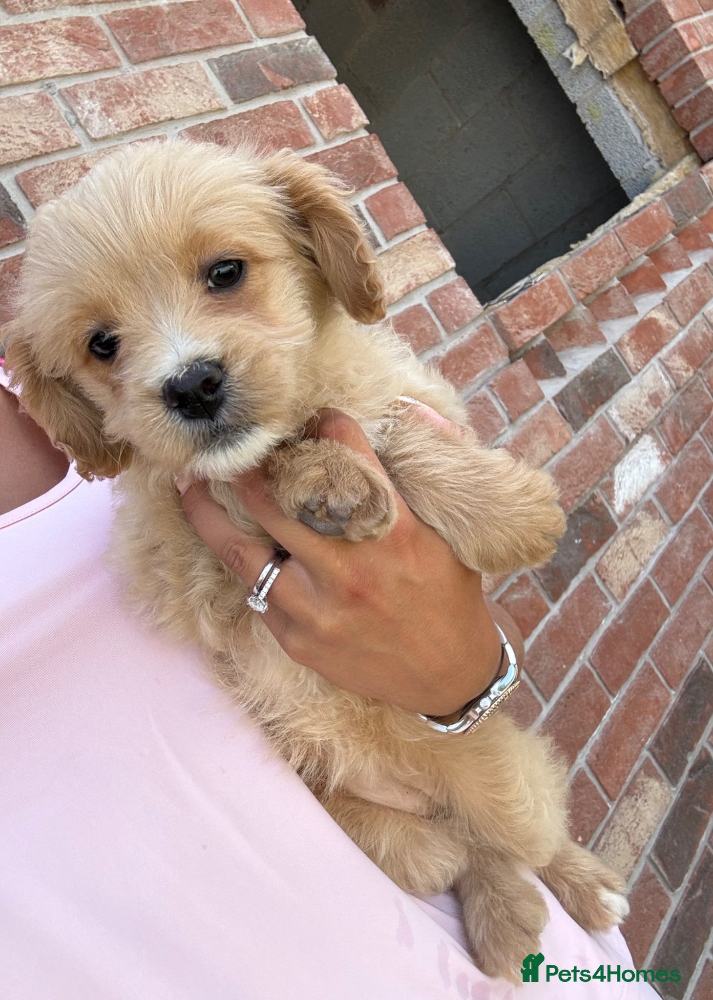 Mixed Breed dogs Ready to leave!!! - Advert 6