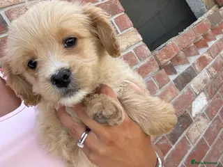 Mixed Breed dogs Ready to leave!!! - Advert 6