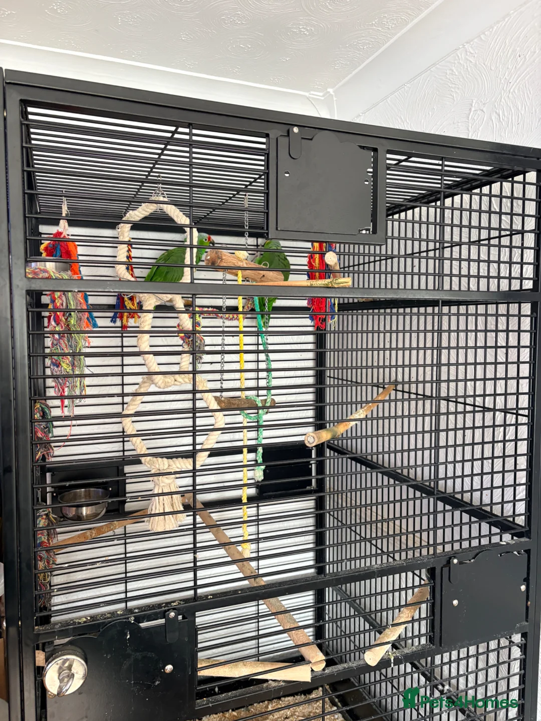 Parrots birds for sale: Pair of Amazon parrots  in Stoke-on-Trent - Advert 1