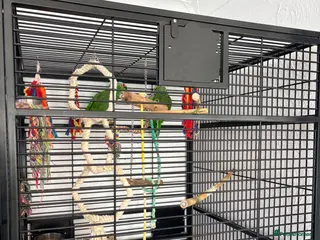 Parrots birds Pair of Amazon parrots - Advert 1