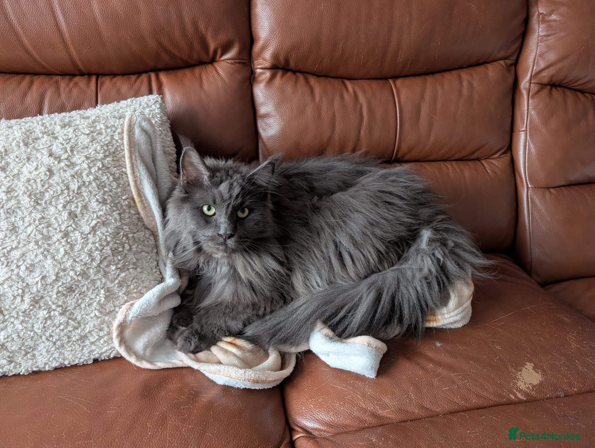 Maine Coon cats Maine coon & tabby for sale - Advert 2