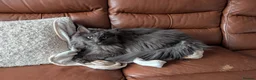 Maine Coon cats for sale: Maine coon & tabby for sale in Coatbridge - Advert 1