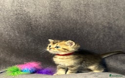 British Shorthair cats for sale: TICA Chunky Golden/Blue Golden BritishSH kittens  - Image 11