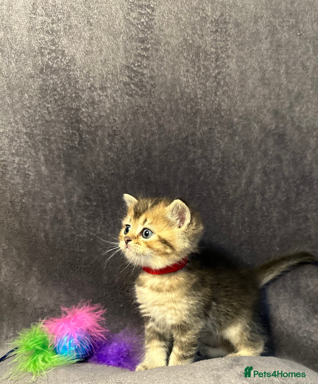 British Shorthair cats for sale: TICA Chunky Golden/Blue Golden BritishSH kittens  - Image 11