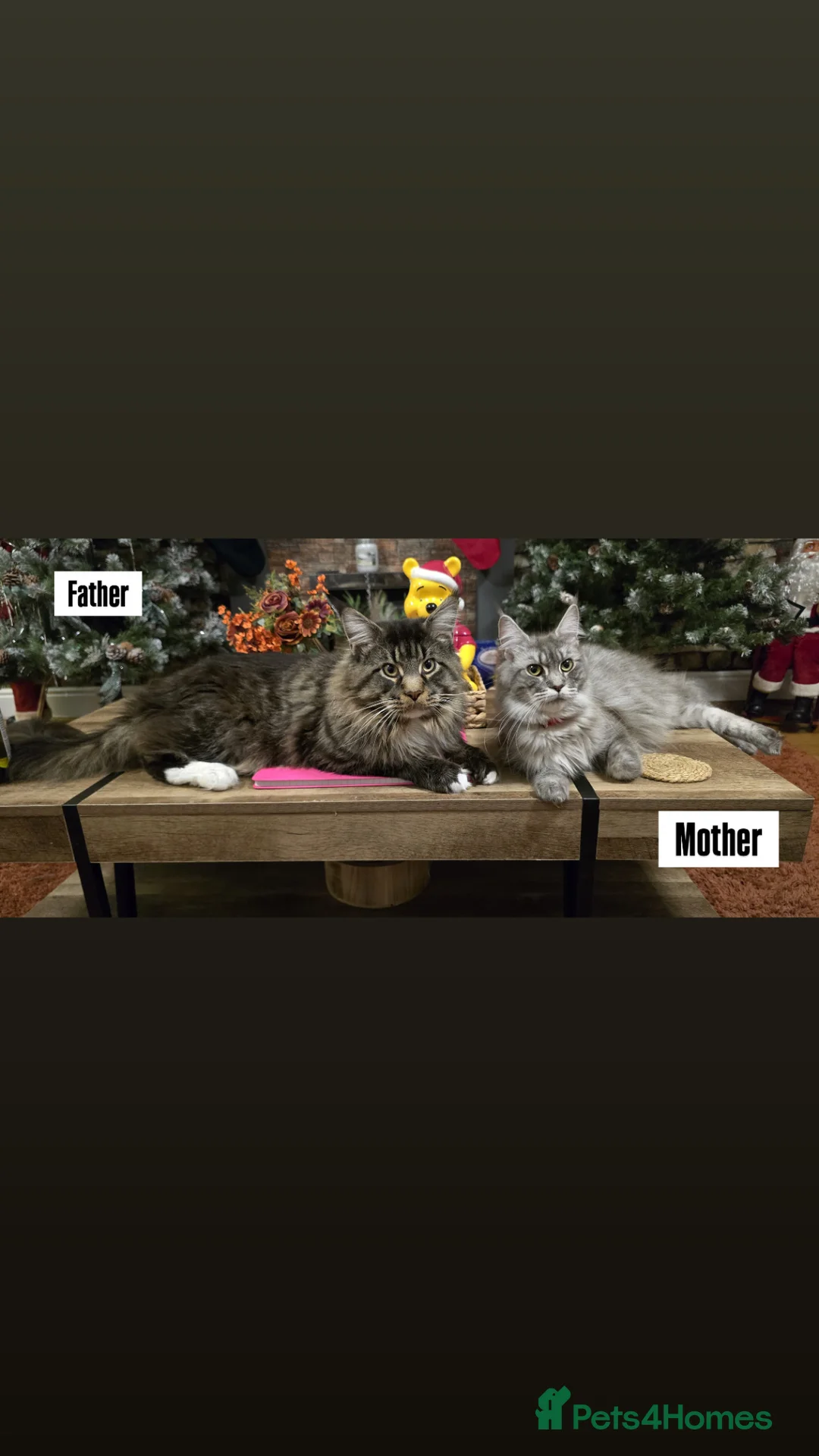 Maine Coon cats for sale: 6 Healthy Newly Born babies - Advert 5