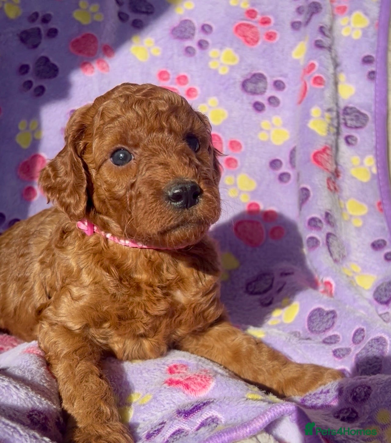 Goldendoodle dogs Miniture F1B Irish doodles health tested parents  - Advert 12