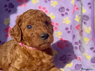 Goldendoodle dogs Miniture F1B Irish doodles health tested parents - Advert 12