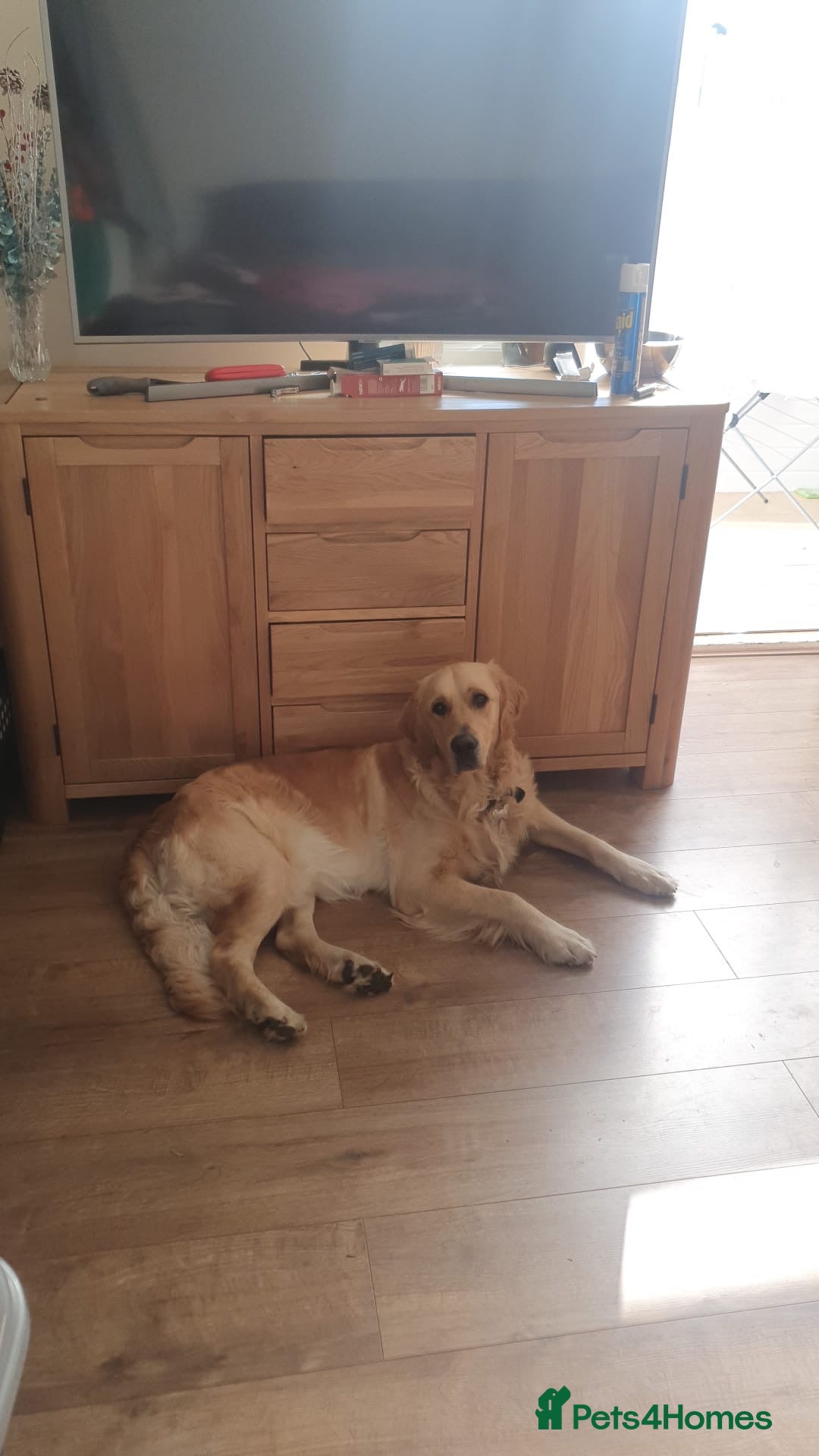 Golden Retriever dogs for stud: Benji looking for a partner  - Advert 5