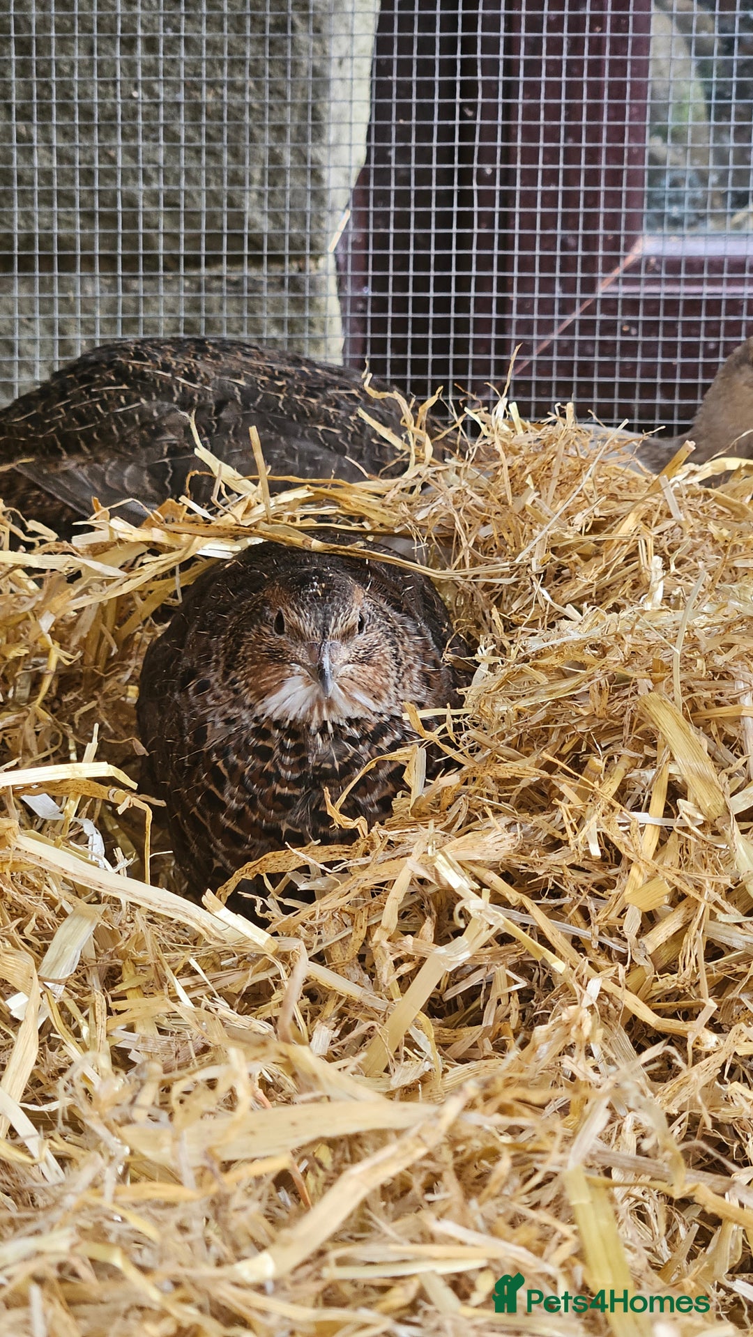 Mixed Breed birds for sale: Coturnix Quail – POL Hens -Various colours  - Advert 2