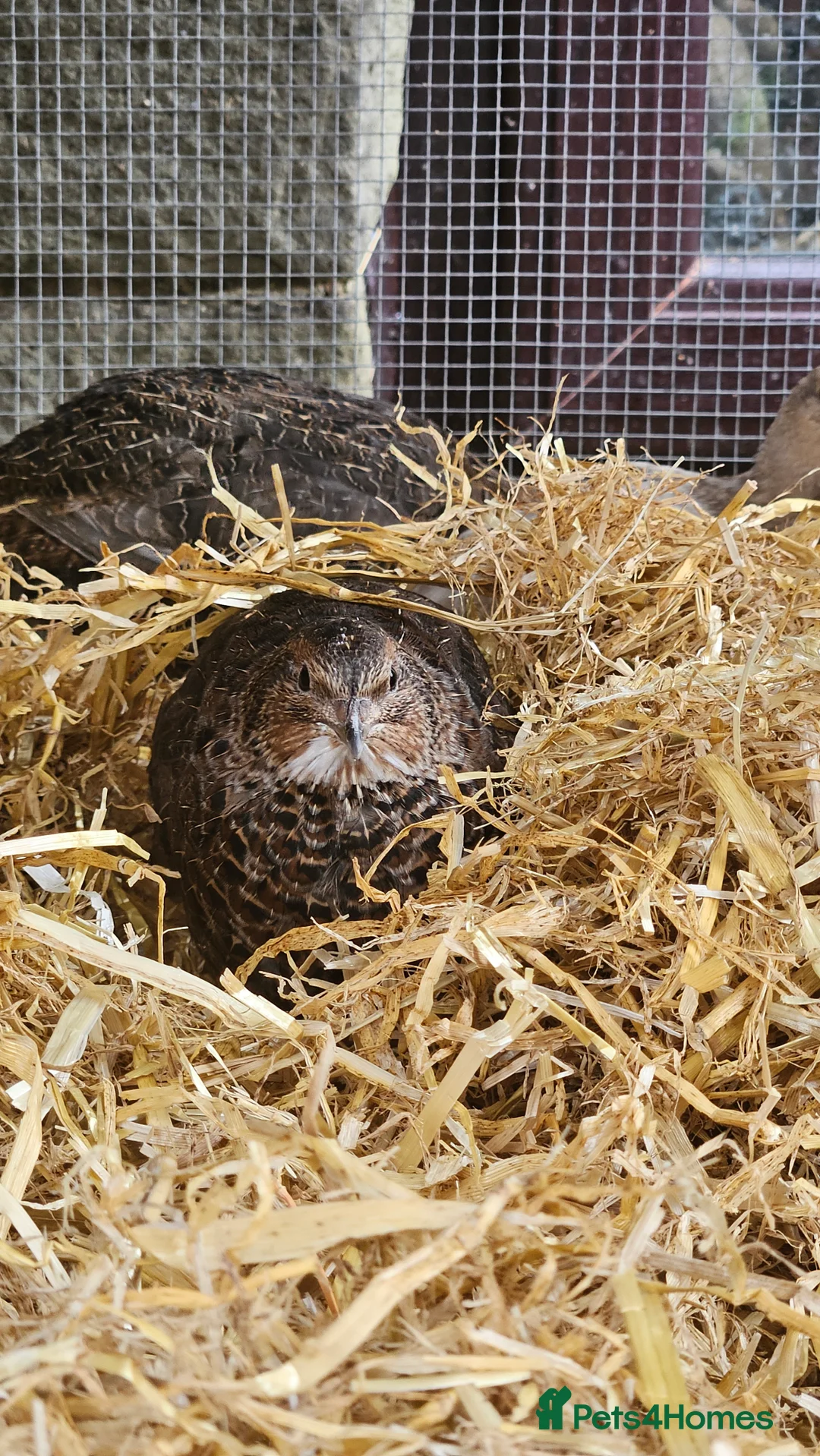 Mixed Breed birds for sale: Coturnix Quail – POL Hens -Various colours  - Advert 2