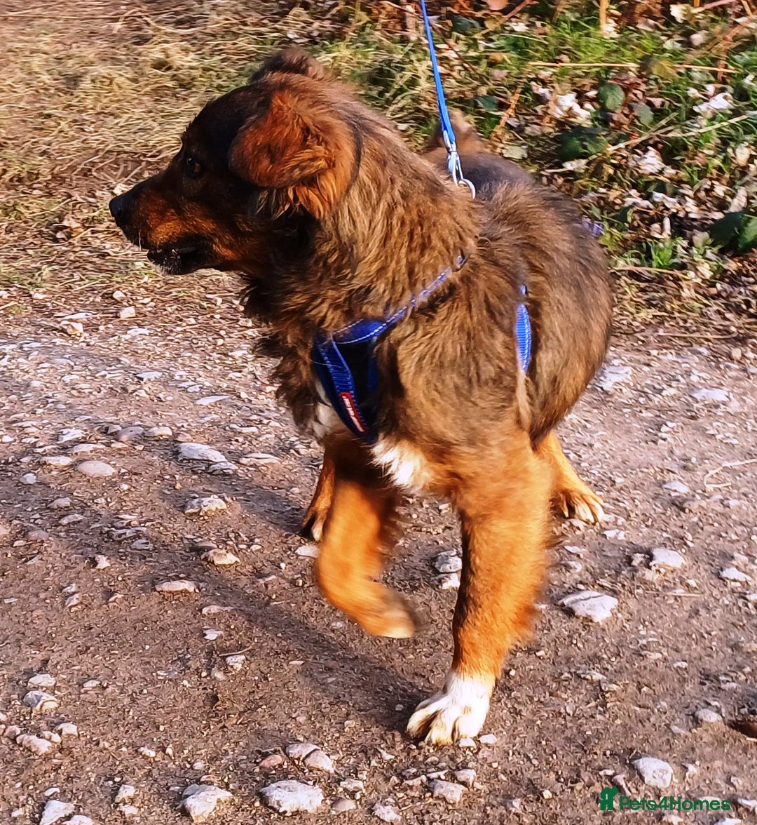 Mixed Breed dogs for adoption: Meet Charlie - a Lovely old boy, for a loving Home - Image 6