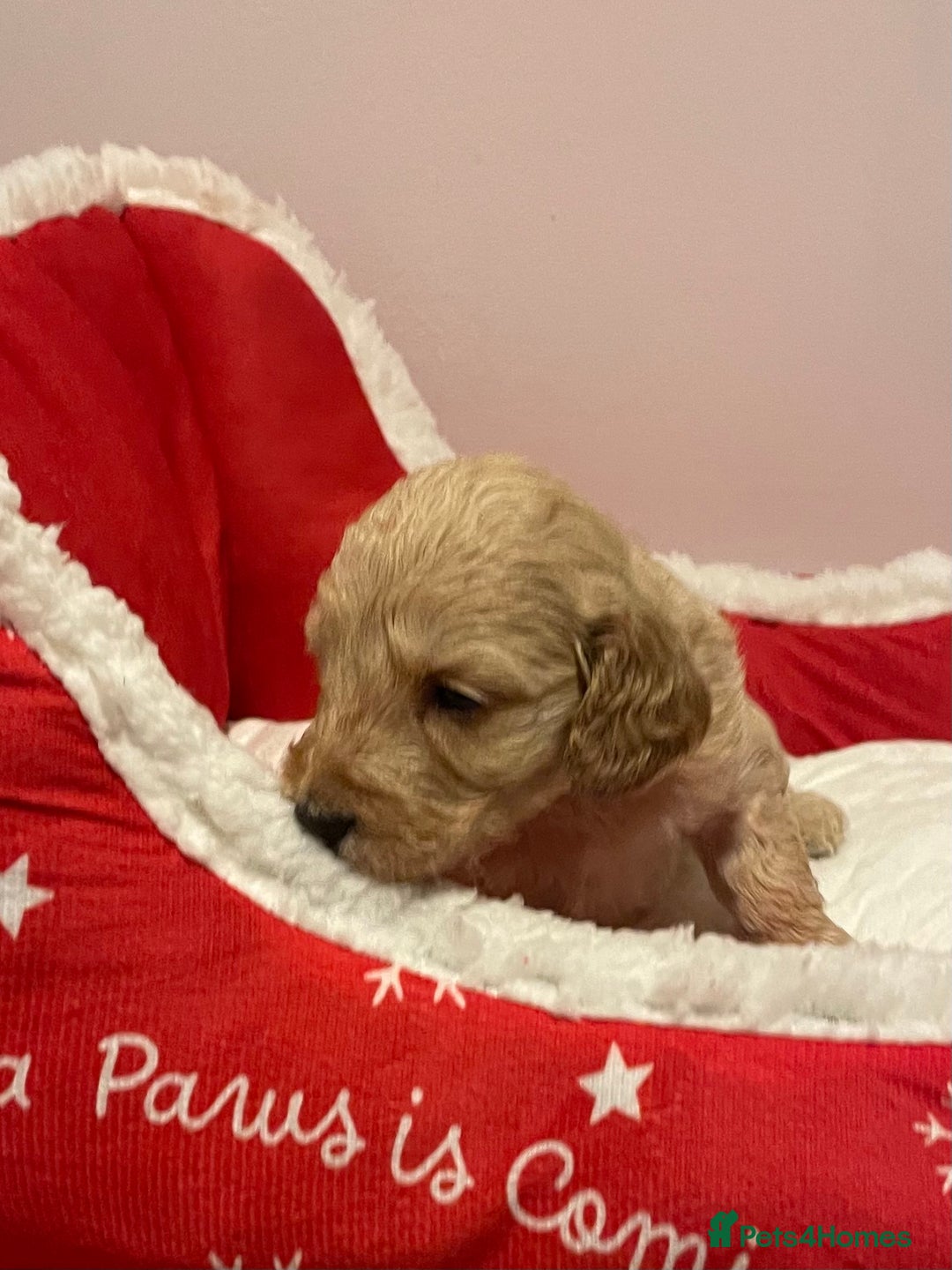Cockapoo dogs for sale: 8 gorgeous F1 Cockapoos - Advert 18
