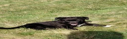 Mixed Breed dogs for sale: Black collie cross very chunky bitch  - Advert 3