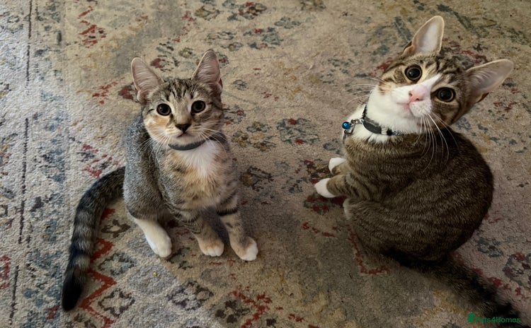 Bengal cats - Advert 8