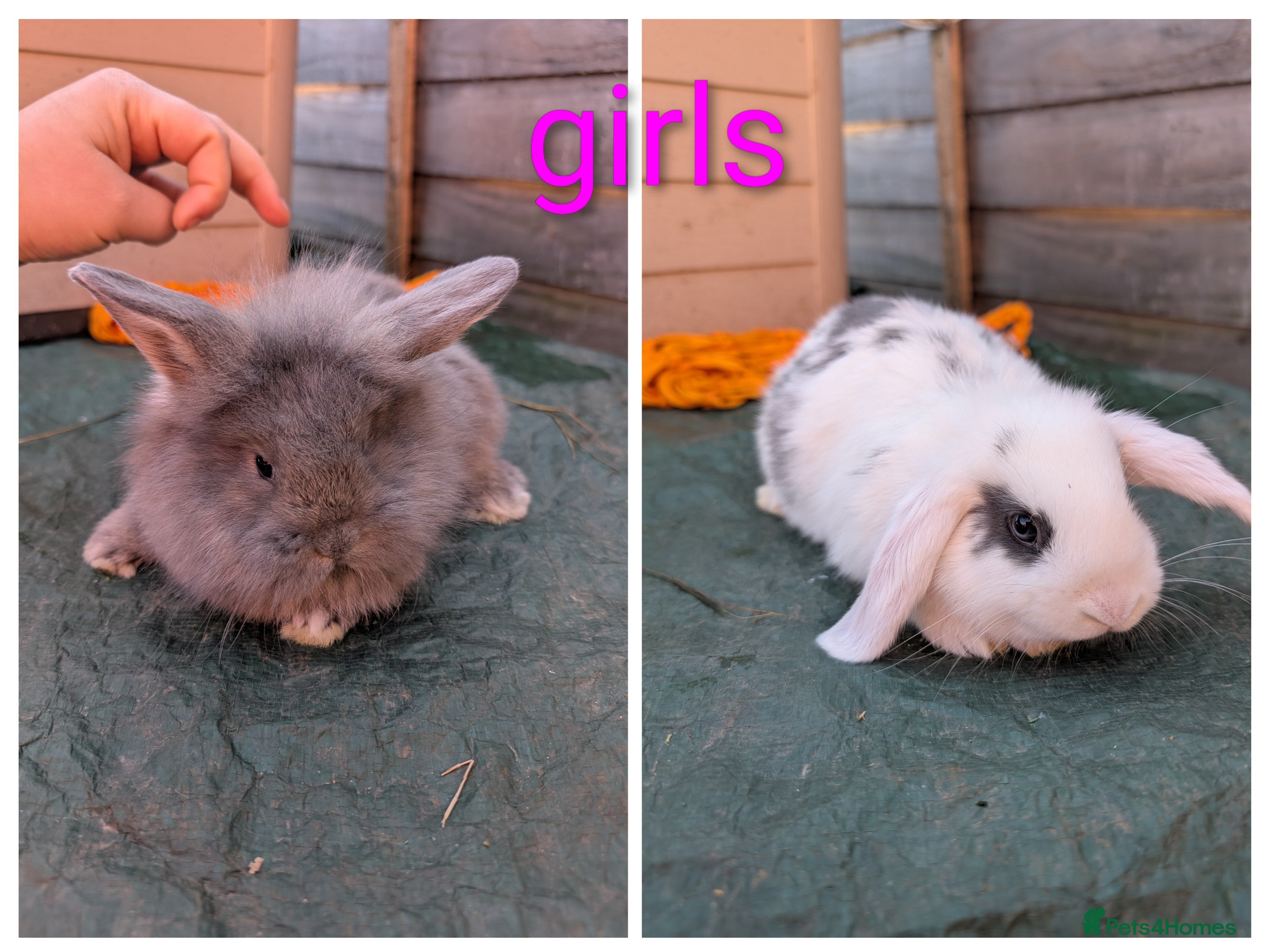 Mini Lion Lop rabbits Minilops and mini lionlops - Advert 13