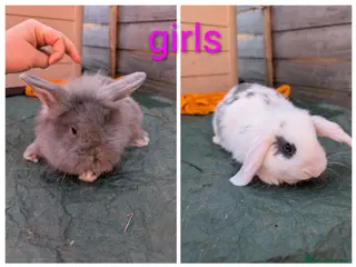 Mini Lion Lop rabbits Minilops and mini lionlops - Advert 13