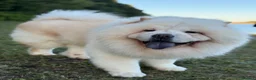 Chow Chow dogs for stud: Pablo: The Fluffy Gentleman Chow Chow in Sheffield - Advert 5