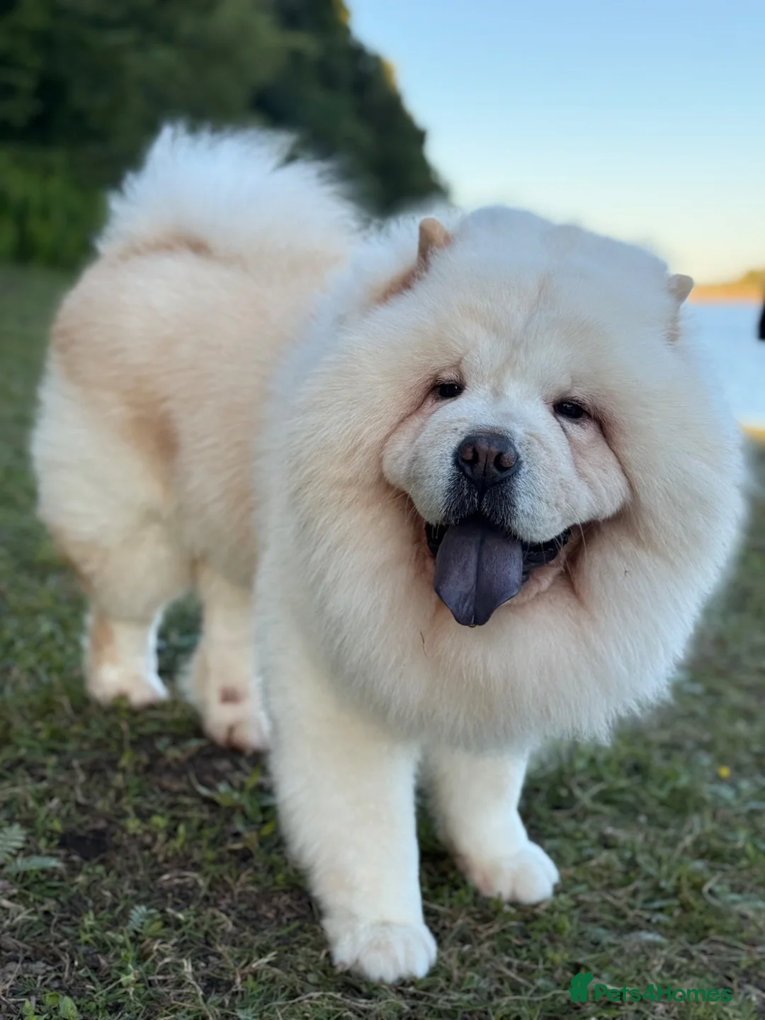 Chow Chow dogs for stud: Pablo: The Fluffy Gentleman Chow Chow in Sheffield - Advert 5