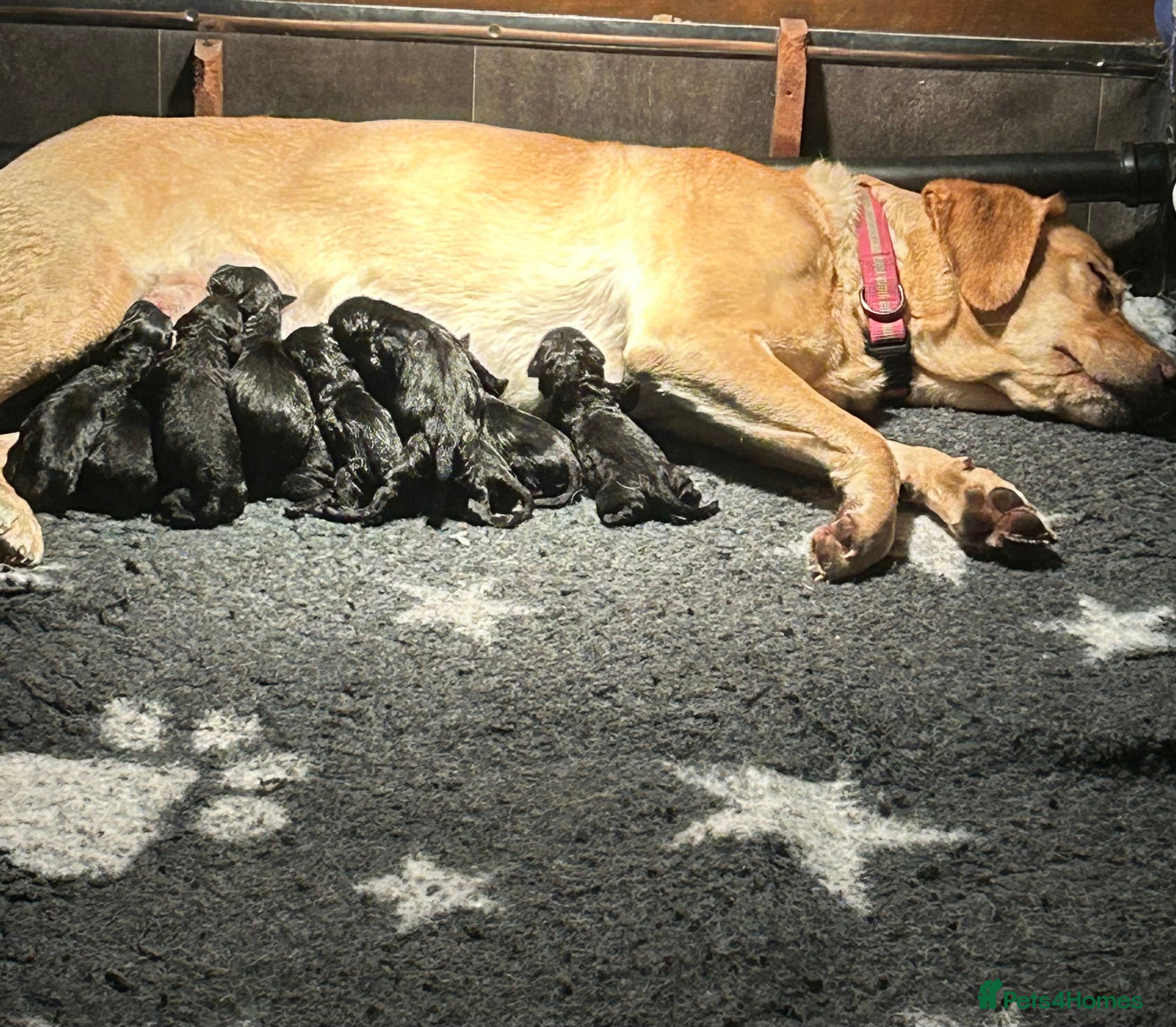Labrador Retriever dogs Fantastic KC Registered black Labrador puppies - Advert 1