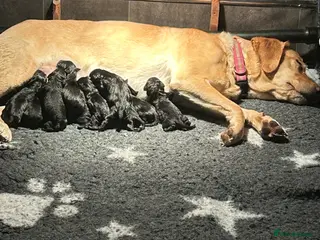 Labrador Retriever dogs Fantastic KC Registered black Labrador puppies - Advert 11