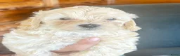 Maltipoo dogs for sale: MALTIPOOS!!! - Advert 24