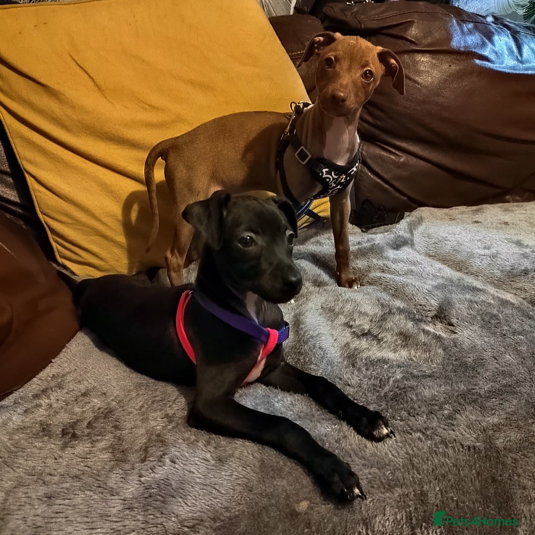 Italian Greyhound dogs for sale: Sold pending collection  - Advert 9
