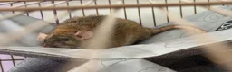 Rat rodents for sale: 3 sweet girls with cage etc. all new!  in Littlehampton - Advert 3