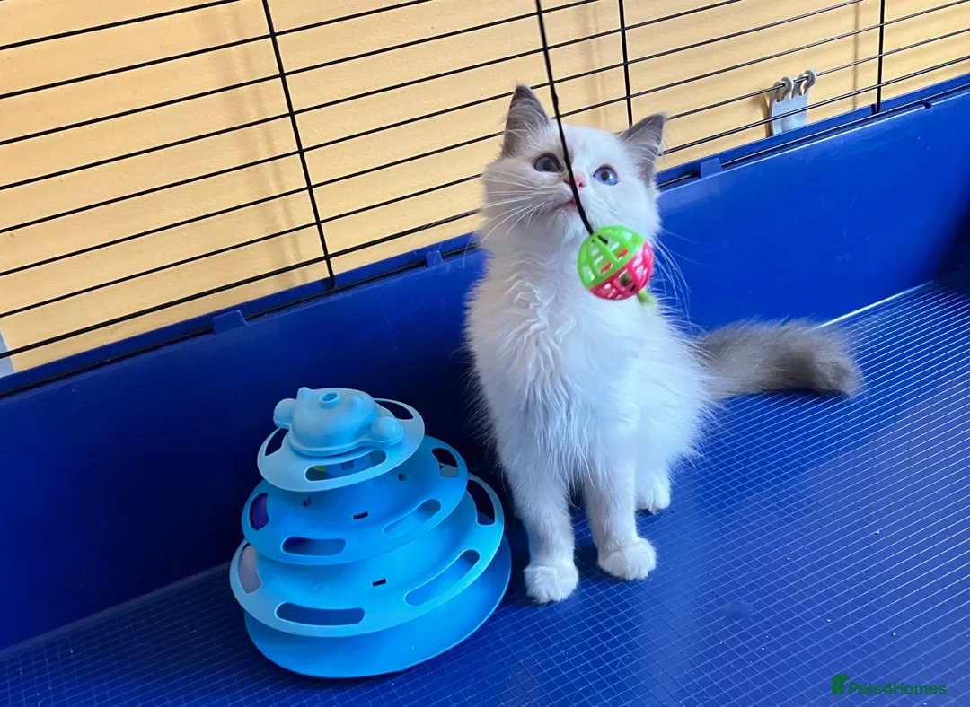 Ragdoll cats for sale: GCCF Сhampion Bloodline Ragdoll 5 GenPedigree 🏆🌟 - Advert 2