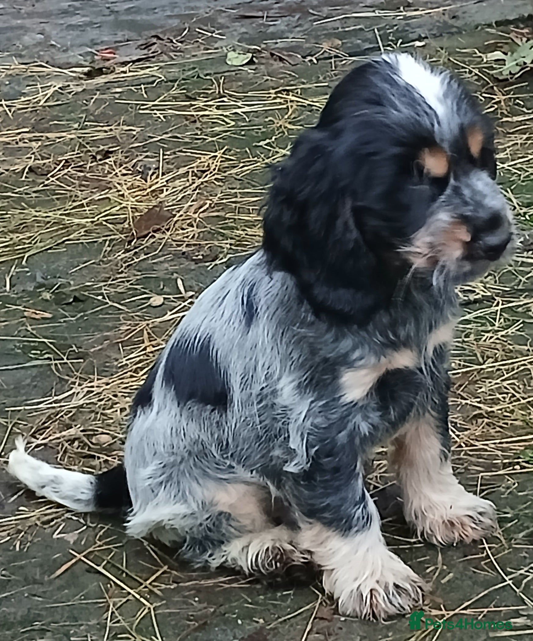 Cocker Spaniel dogs   Show Cocker Spaniels KC reg. - Advert 5