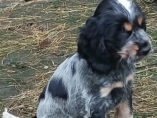 Cocker Spaniel dogs Show Cocker Spaniels KC reg. - Advert 5